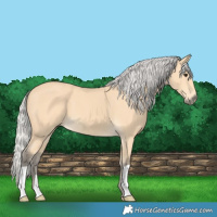 Horse Color:Silver Buckskin 