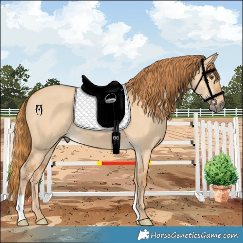 Horse Color:Red Dun 