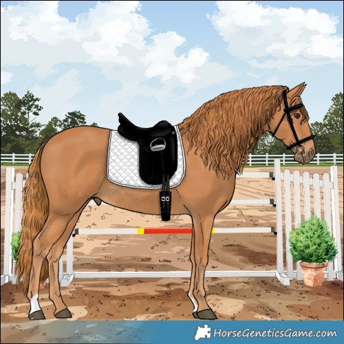 Horse Color:Chestnut Rabicano