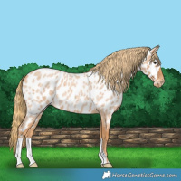 Horse Color:Red Roan Appaloosa