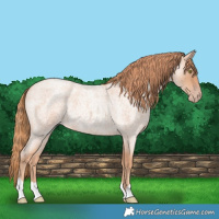 Horse Color:Gold Champagne Roan