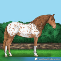 Horse Color:Chestnut Near Leopard 