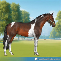 Horse Color:Brown Tobiano