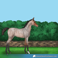 Horse Color:Bay Roan 