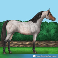 Horse Color:Bay Roan 