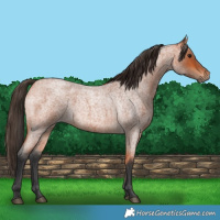 Horse Color:Bay Roan 