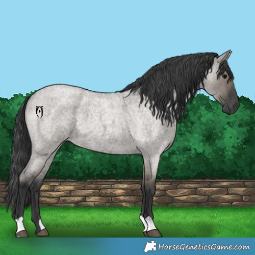 Horse Color:Grullo Roan 