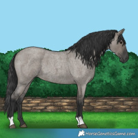 Horse Color:Grullo Roan 