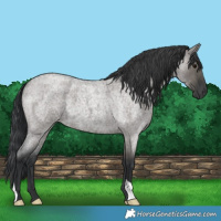 Horse Color:Grullo Roan 