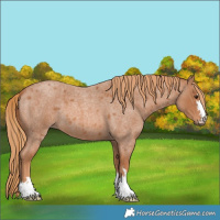 Horse Color:Red Roan