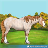Horse Color:Red Roan 