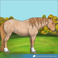Horse Color:Red Roan