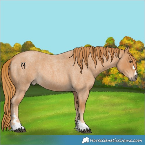 Horse Color:Red Roan 
