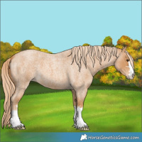 Horse Color:Red Roan 