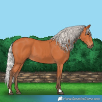 Horse Color:Silver Bay 