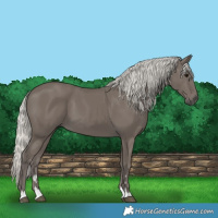 Horse Color:Silver Smoky Black
