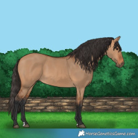 Horse Color:Bay Dun 