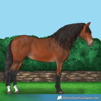 Horse Color:Bay 