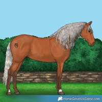 Horse Color:Silver Bay 