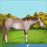 Horse Color:Gray Red Roan Splash