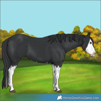 Horse Color:Black Splash