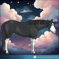 Horse Color:Black Splash 