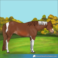 Horse Color:Chestnut Tobiano