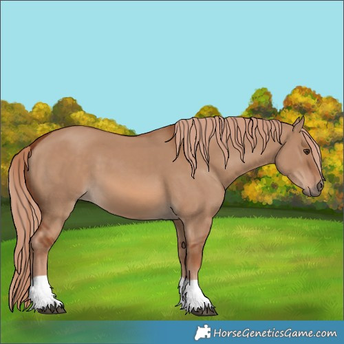 Horse Color:Red Dun