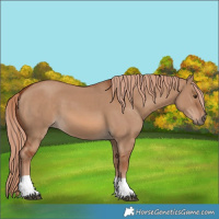 Horse Color:Red Dun 