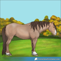 Horse Color:Amber Champagne