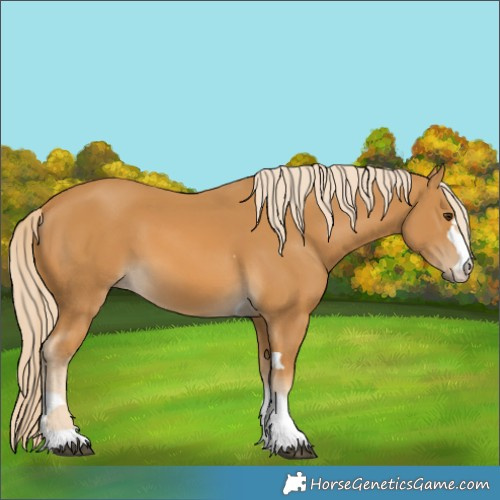 Horse Color:Palomino 