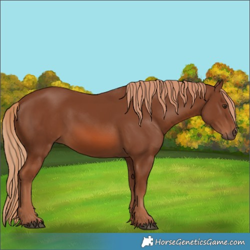 Horse Color:Chestnut 