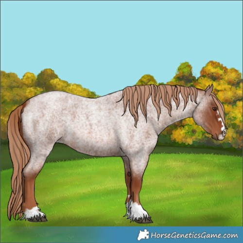 Horse Color:Red Roan