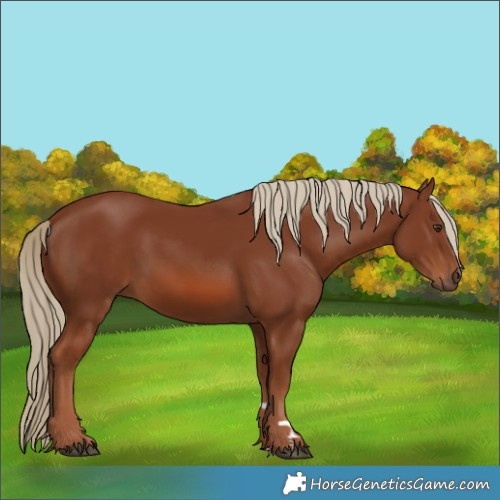 Horse Color:Chestnut 