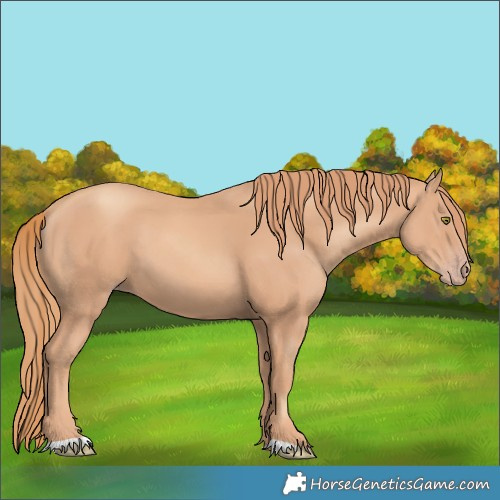Horse Color:Gold Champagne
