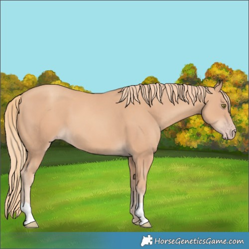 Horse Color:Gold Champagne