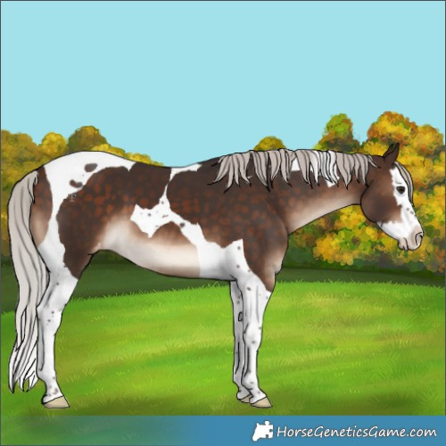 Horse Color:Silver Brown Splash Tobiano Appaloosa 