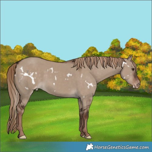Horse Color:White Spotted Liver Red Dun Appaloosa 