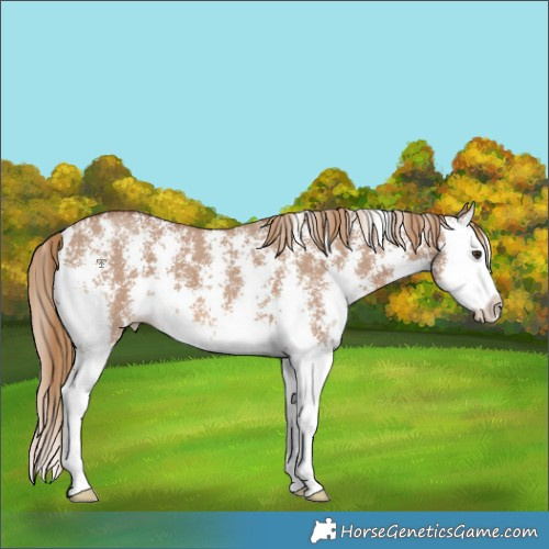 Horse Color:Red Dun Sabino Splash 