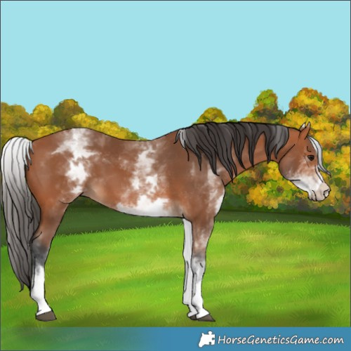 Horse Color:White Spotted Bay 