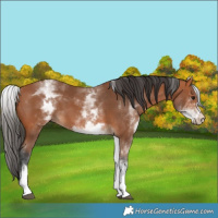 Horse Color:White Spotted Bay 