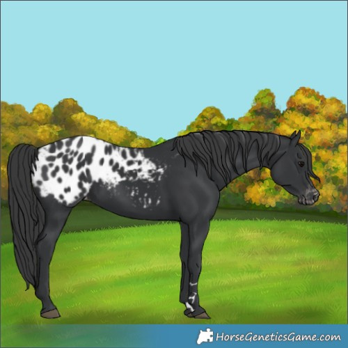 Horse Color:Black Blanket 