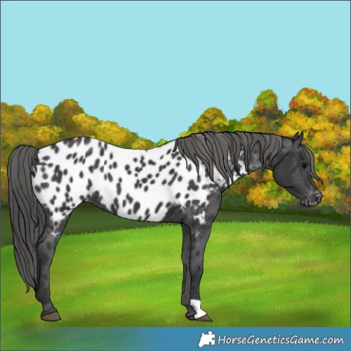 Horse Color:Black Near Leopard 