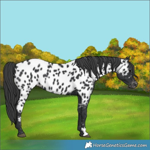Horse Color:Black Near Leopard 