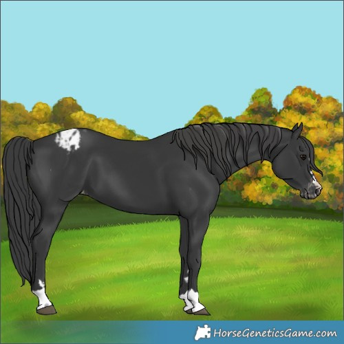 Horse Color:Black Varnish 