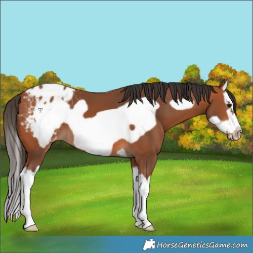 Horse Color:Bay Splash Frame Appaloosa 