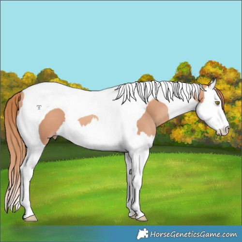 Horse Color:Gold Champagne Splash Tobiano 