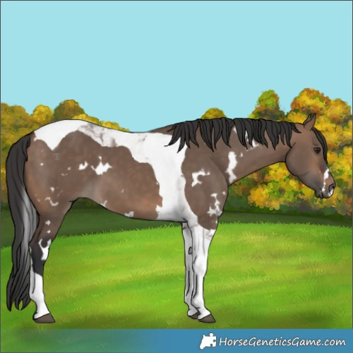Horse Color:White Spotted Brown Dun Tobiano 