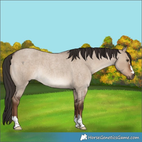 Horse Color:Liver Red Dun Roan Rabicano 