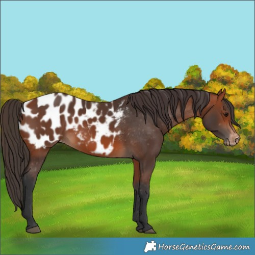 Horse Color:Bay Blanket 
